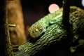 Big Gecko looking on branch of tree