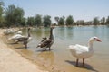 Big geese group standing in lake