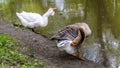 big geese on the river bank. color nature