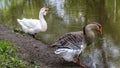 big geese on the river bank. color nature