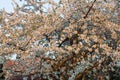 Big generous cherry tree blooming over pink evening light, outdoors