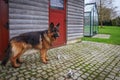 Big german shepherd dog is standing at a house wall Royalty Free Stock Photo