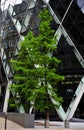 The big gherkin on the tree