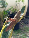 Big Giant brown caelifera tropical insect