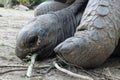 Giant grey tortoise Royalty Free Stock Photo