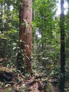 Big and giant tree trunk in deep rainforest. Dense trees in jungle. Tropical forest landscape view at hiking in Malaysia