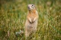 Big ginger brown hungry gopher with paws stands in a field on green grass