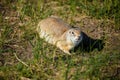 Big ginger brown hungry gopher with paws stands in a field on green grass