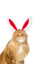 Big ginger cat in christmas rabbit ears head rim Royalty Free Stock Photo