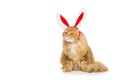 Big ginger cat in christmas rabbit ears head rim Royalty Free Stock Photo