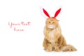 Big ginger cat in christmas rabbit ears head rim Royalty Free Stock Photo