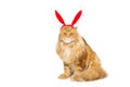 Big ginger cat in christmas rabbit ears head rim