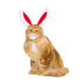 Big ginger cat in christmas rabbit ears head rim Royalty Free Stock Photo