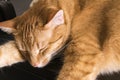Big ginger cat happily sleeping on the table Royalty Free Stock Photo