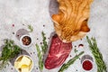 Big ginger cat tastes fresh beef steak. Natural healthy pet food concept. Trendy shadows Royalty Free Stock Photo