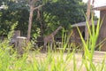 Big Giraffe, Africa 2018. Summer time. The Animal of Africa