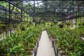 Big glasshouse full of orchid flowers Royalty Free Stock Photo