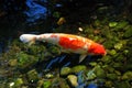 A big gold and white color Japanese Kohaku koi fish in a shallow pond