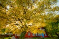 Big golden autumn tree near wooden house