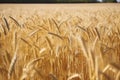 Big golden field of wheat. Harvesting yellow ripe wheat. Agricultural close up