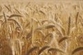 Big golden field of wheat. Harvesting yellow ripe wheat. Agricultural close up