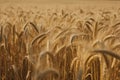 Big golden field of wheat. Harvesting yellow ripe wheat. Agricultural close up