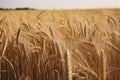 Big golden field of wheat. Harvesting yellow ripe wheat. Agricultural close up