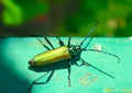 Big golden-green beetle Spanish Fly Royalty Free Stock Photo