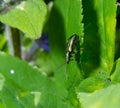 Big golden-green beetle Spanish Fly, cantharis lytta vesicatoria. The source of the terpenoid cantharidin, a toxic Royalty Free Stock Photo