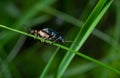 Big golden-green beetle Spanish Fly, cantharis lytta vesicatoria. The source of the terpenoid cantharidin, a toxic Royalty Free Stock Photo