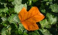 A big golden leaf of Tulip tree Liriodendron tulipifera lies on the green English ivy Hedera helix, European ivy. Royalty Free Stock Photo