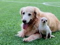 Big Golden retriever dog and small white Chihuahua sit close together on the green grass. Royalty Free Stock Photo