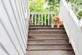 A big golden retriver Royalty Free Stock Photo