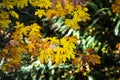 Big Golden Yellow Orange Autumn Maple Leaf On A Branches Displaying Their Fall Color With Green Fern Background, Pacific Northwest Royalty Free Stock Photo