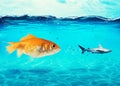 Big goldfish attacks a scared shark in the ocean. concept of bravery