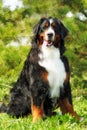 Big good happy Bernese mountain dog