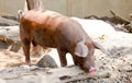 The big good-natured pig lies in a puddle Royalty Free Stock Photo