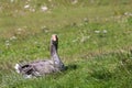 goose perched on the grass of the lawn of the farm