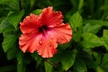 Big gorgeous orange hibiscus flower