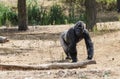 Big gorilla showing his power