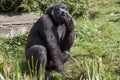 Big gorilla in the zoo Royalty Free Stock Photo