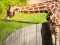 A big graceful african exotic giraffe with long tall elegant neck and spotted pattern eating green grass in sunlight