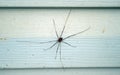 A big grand daddy spider on white siding.