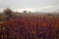 A big grape field in Vrbnik(Croatia)