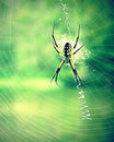 Big grass spider in web