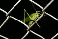 Big grasshopper climbing by night