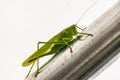 Big grasshopper in a garden tent, katydid, tettigoniidae