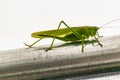 Big grasshopper in a garden tent, katydid, tettigoniidae