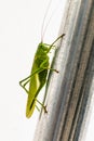 Big grasshopper in a garden tent, katydid, tettigoniidae