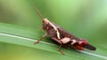 macro photography of a big multicolored motley grasshopper resting on a leaf, strong posterior legs for jump